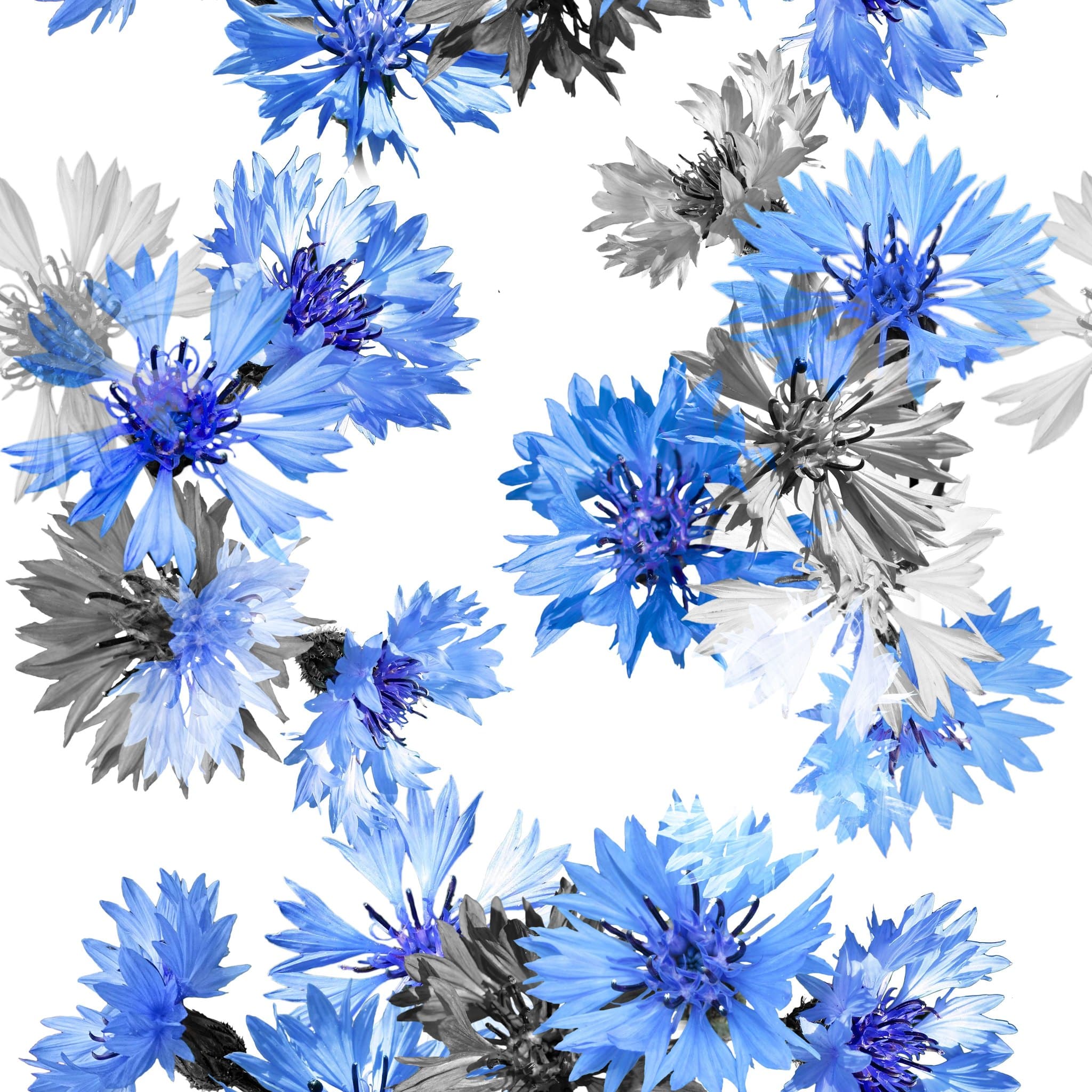 suured rukkililled valgel /Single Jersey/